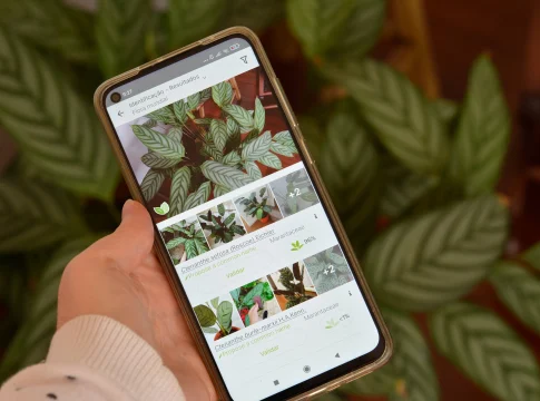 Aplicativos para Identificar Plantas