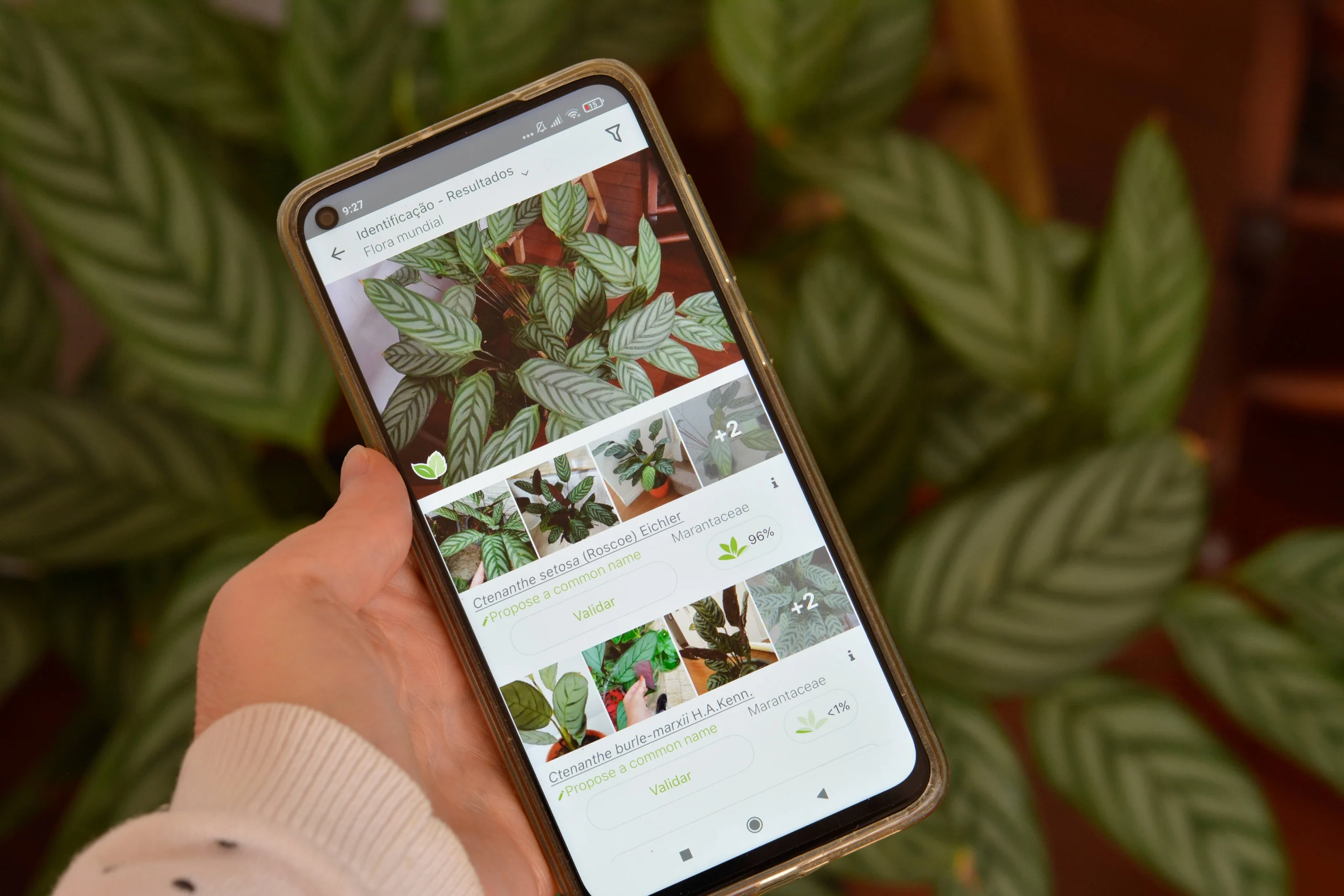 Applications pour identifier les plantes