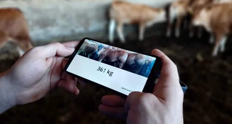 Applications for weighing cattle on your cell phone