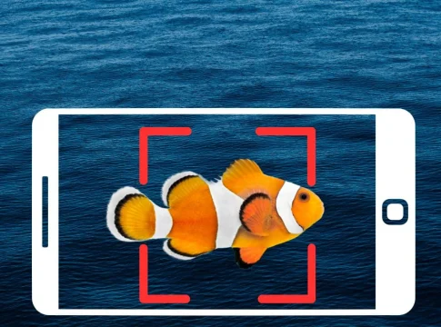 Descubra os Melhores Aplicativos de Pesca: Encontre Peixes com Seu Celular!